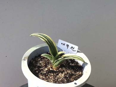 대표 이미지